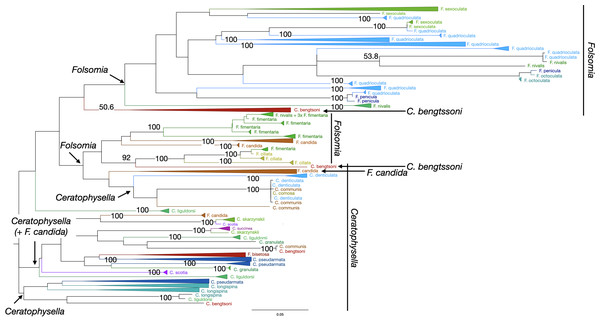 Phylogenetic tree of all Collembola for character-based species assignment.