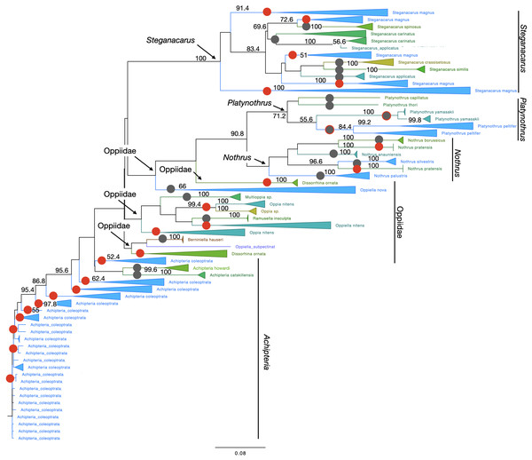 Phylogenetic tree of all Oribatida for character-based species assignment.