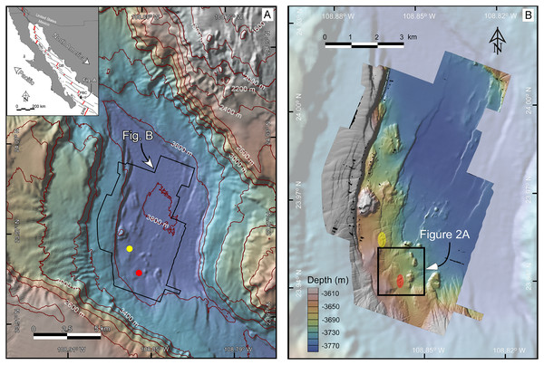 (A) Bathymetric map at 40-m resolution of the Southern Pescadero Basin indicating the location of the newly discovered hydrothermal vent fields, Auka and JaichMaa ‘ja ‘ag, marked by yellow and red dots, respectively. The Inset provides an overview of the study area within the regional tectonic context of the Gulf of California, a narrow continental-margin rift system formed between the Pacific and North American plates. The Gulf of California is characterized by a series of narrow pull-apart basins (thick red lines) interconnected by transform faults (thin black lines). Southern Pescadero Basin is the deepest and southernmost basin among a set of three closely spaced basins collectively referred to as the Pescadero Basin Complex (PBC). The PBC is flanked by other hydrothermal vent fields in the Guaymas Basin (GB), the Alarcon Rise (AR), and the East Pacific Rise (EPR). (B) AUV multibeam bathymetry with a lateral resolution of 1-m overlaid on shaded 40-m resolution ship-surveyed bathymetry. The black box delineates the JaichMaa ‘ja ‘ag hydrothermal vent field and its surrounding area.