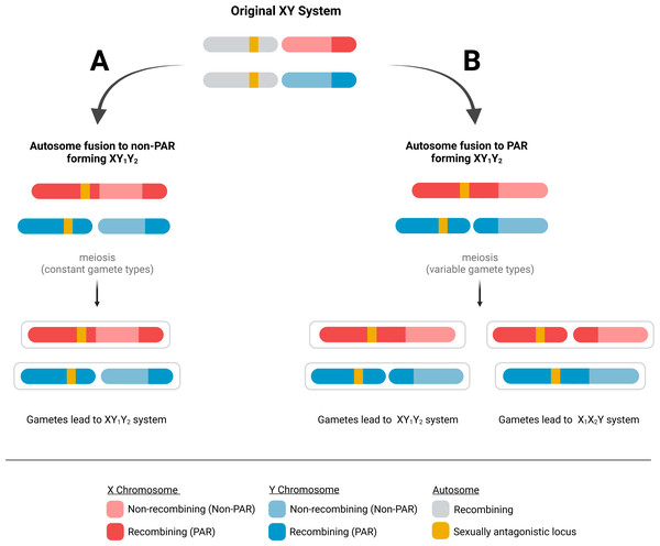 Possible fates of fusions of autosomes to the PAR and non-PAR of sex chromosomes.