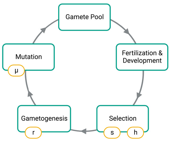 Phases of the simulation.