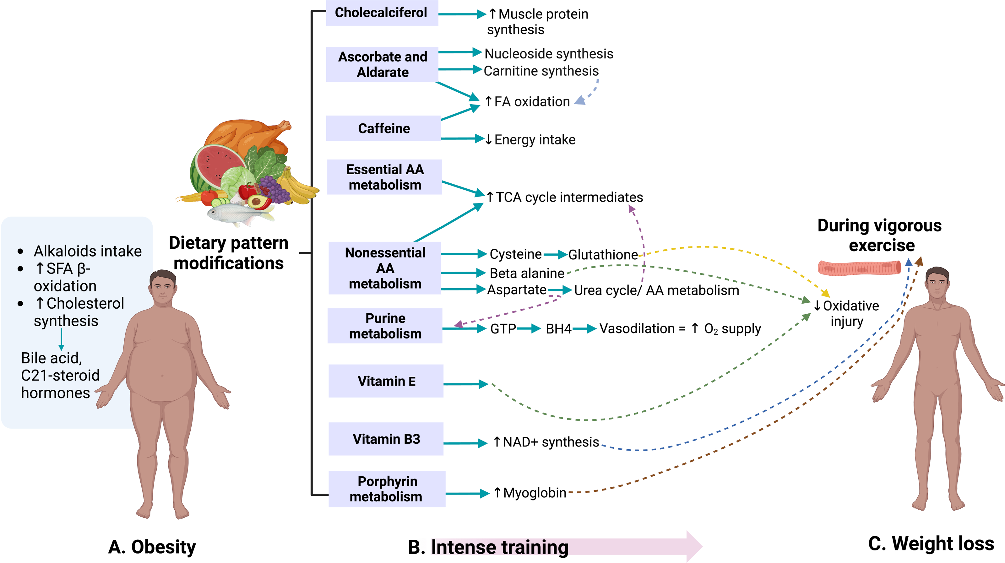 An intense 60-day weight-loss course leads to an 18 kg body weight  reduction and metabolic reprogramming of soldiers with obesity [PeerJ]