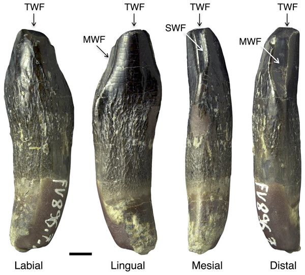 Wear facets in the teeth of Europasaurus holgeri.