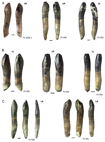 Terminal wear facets on the teeth of Europasaurus holgeri.