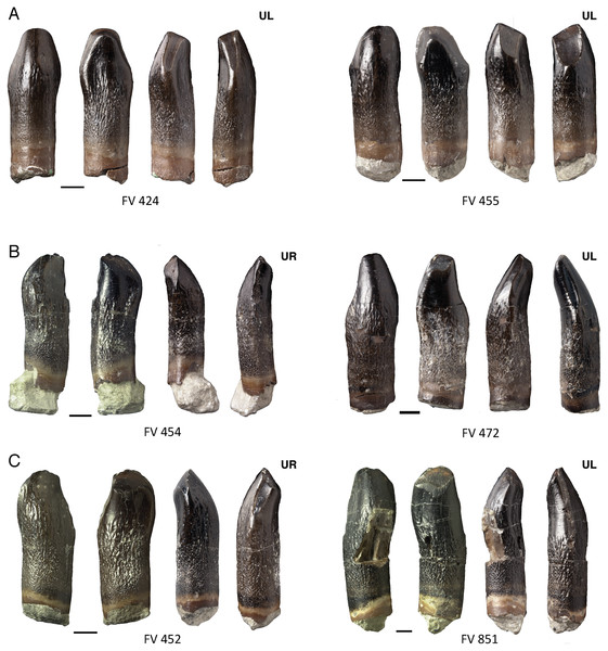 Main and distinct side wear facets of maxillary teeth of Europasaurus holgeri.