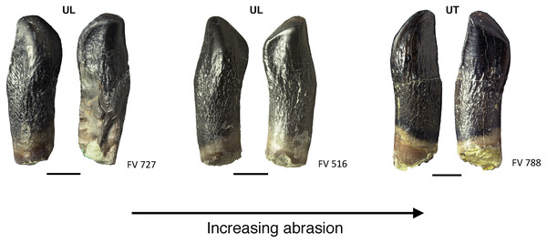 Advanced tooth wear in Europasaurus holgeri.