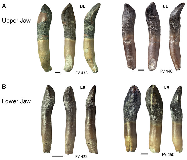 Comparison of upper and lower jaw teeth of Europasaurus holgeri.