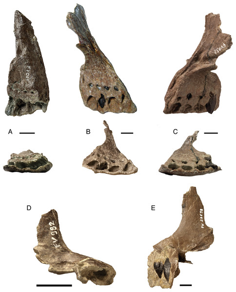 Isolated premaxillae of Europasaurus holgeri.