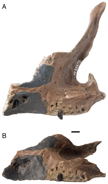 Only known isolated maxilla FV 291.17, part of the holotype of Europasaurus holgeri.