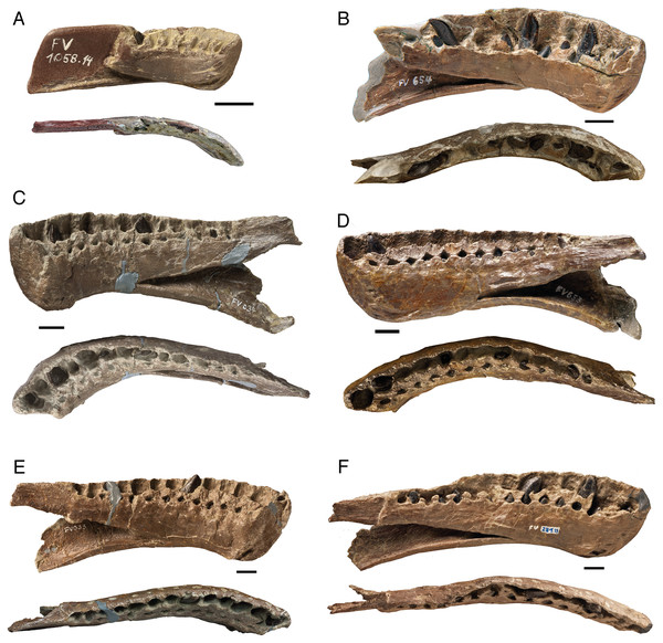 A growth series of dentaries of Europasaurus holgeri in lingual and dorsal view.