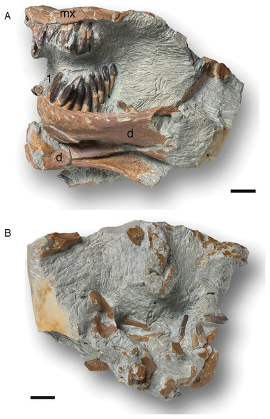 Cast (NLMH 105.996) of the partially articulated skull SNHM-2207-R of Europasaurus holgeri.