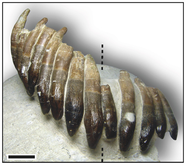 Isolated upper tooth row DfmMh/FV 580.1 of Europasaurus holgeri in labial view.