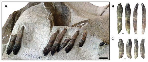 Isolated lower tooth row DfmMh/FV 896.7 of Europasaurus holgeri.