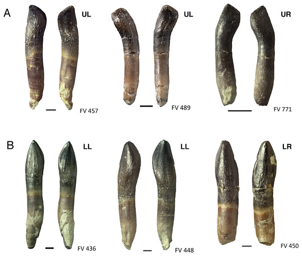 Comparison and asymmetry of upper and lower, mesial and distal teeth of Europasaurus holgeri.