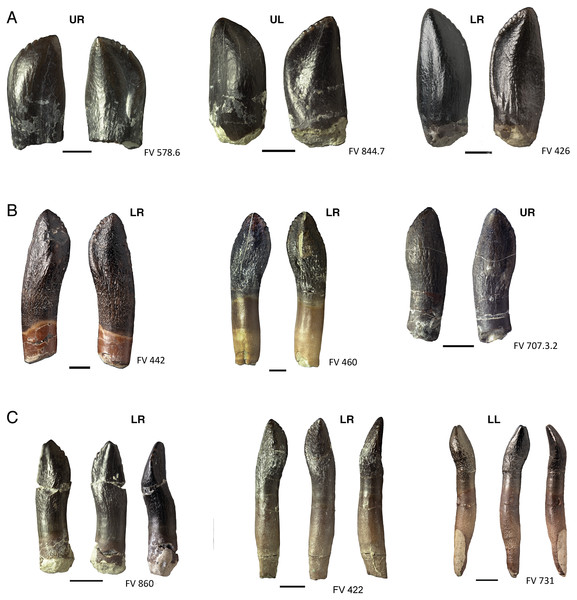 Various forms of denticles on the teeth of Europasaurus holgeri.