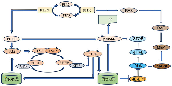 Schematic diagram of PI3K/Akt/mTOR signaling pathway.