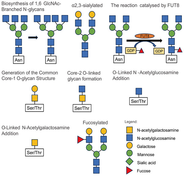 Some types and structures of glycosylation.