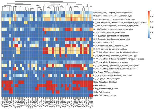 Functional genes annotation of obtained MAGs based on DRAM (distilled and refined annotation of metabolism).