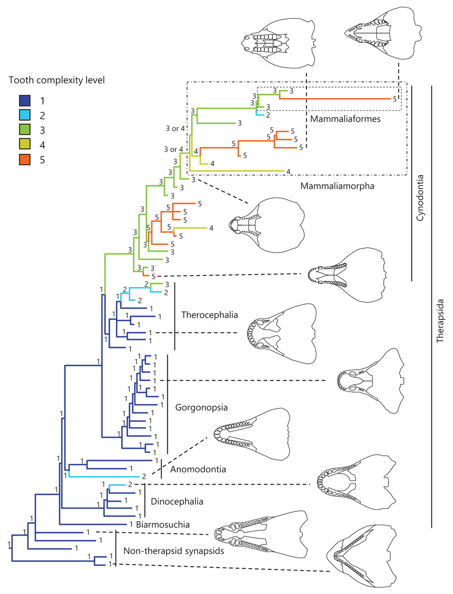 Evolution Of Tooth Morphological Complexity And Its Association With 