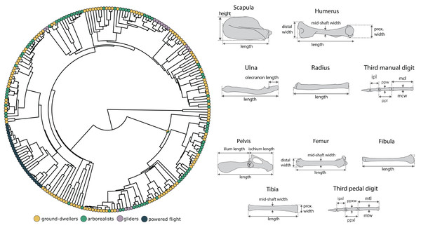 Morphological measurements and phylogeny.