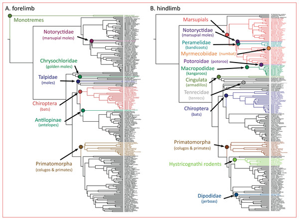 (A and B) Clade-specific evolutionary shifts in limb morphology across the mammalian phylogeny identified by PhylogeneticEM.