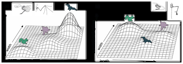 Hypothetical adaptive landscapes of forelimb and hind limb skeletal relative length and width evolution.