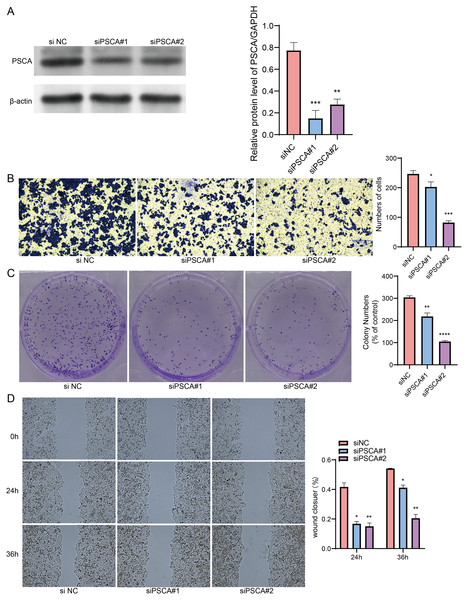 Gene function identification in vitro experiment.