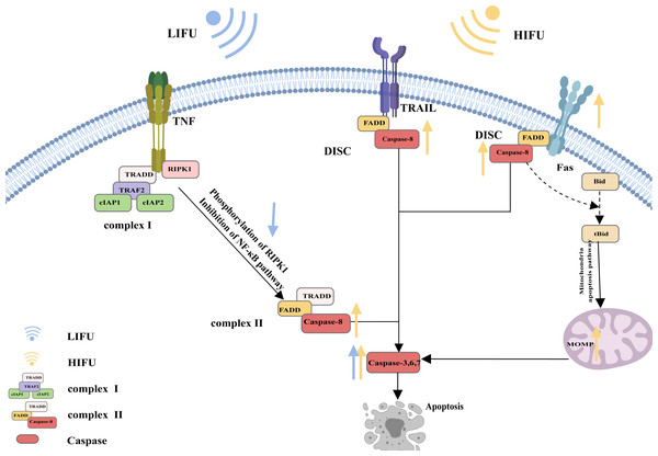 The death receptor pathway and the role of FUS in this pathway.