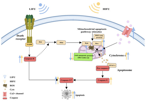 The mitochondrial pathway and the role of FUS in this pathway.