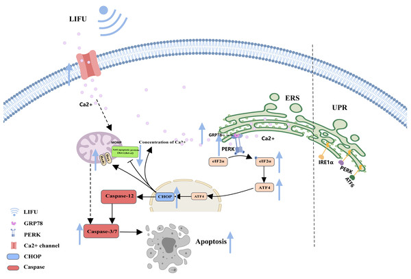 The endoplasmic reticulum stress pathway and the role of FUS in this pathway.