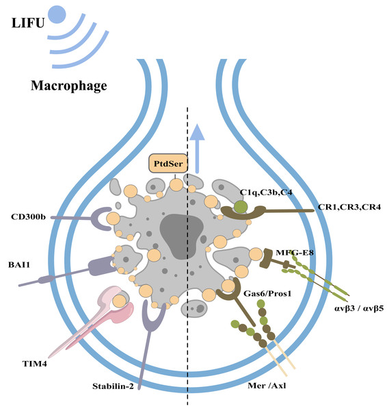 Clearance of apoptotic cells and the role of FUS in this process.