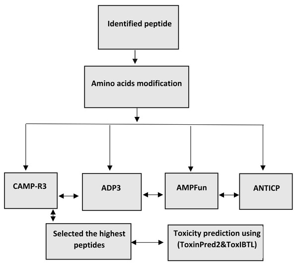 Workflow for bioinformatics prediction of antimicrobial peptides.