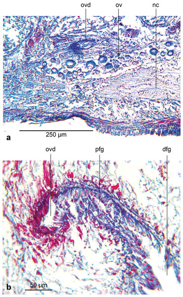 Amaga pseudobama n. sp., female organs, histology.