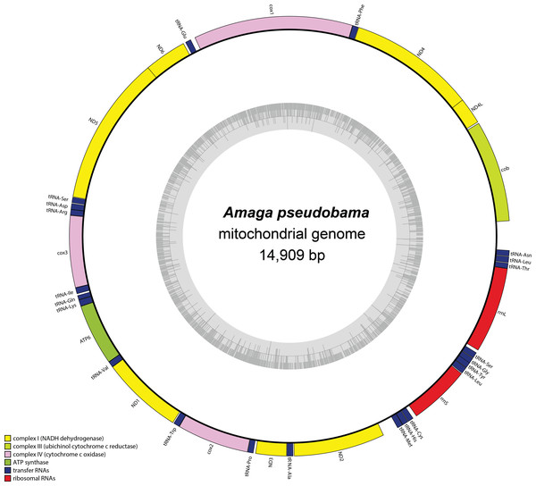 Map of the mitochondrial genome of Amaga pseudobama n. sp.