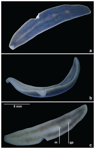 Amaga pseudobama n. sp., general view of preserved holotype.