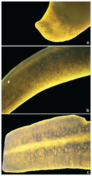 Amaga pseudobama n. sp., eyes of holotype.