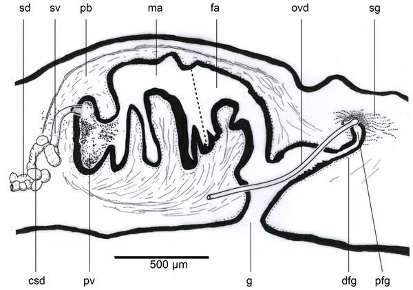 Amaga pseudobama n. sp., reconstruction of reproductive organs.