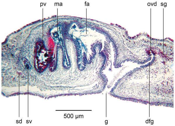 Amaga pseudobama n. sp., copulatory organs, histology.