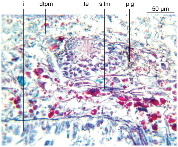 Amaga pseudobama n. sp., testis, histology.