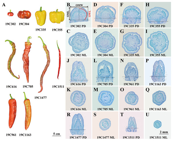 Ripe fruits (A) and paraffin sections of anthesis ovaries (B–U) of 10 pepper accessions.