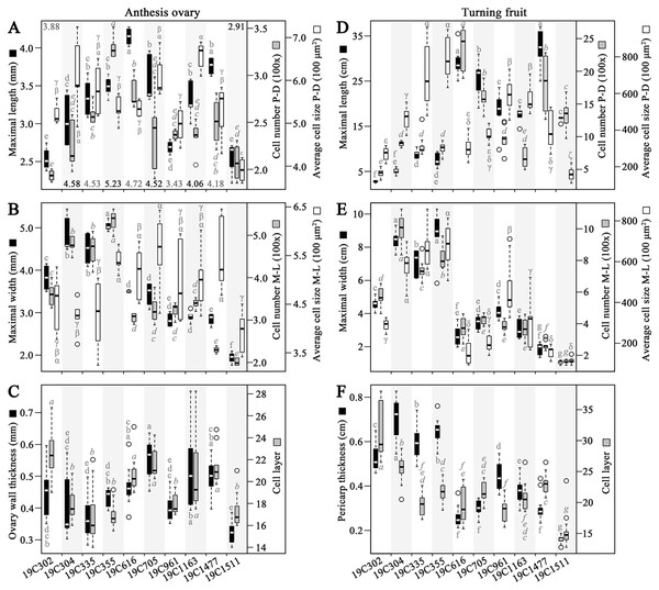 Morphological and histological measurements of anthesis ovaries and turning fruits.