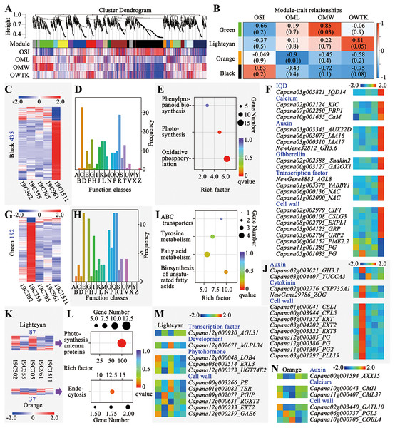 Weighted gene correlation network analysis (WGCNA) of the RNA-seq data.