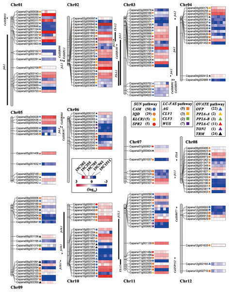 Locations of the fruit shape related genes on pepper chromosomes.