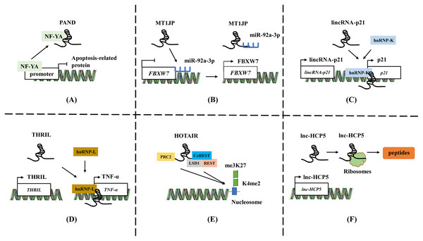 The general mechanisms of lncRNAs.