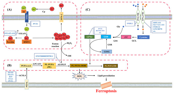 Molecular mechanisms and signaling pathways of ferroptosis.