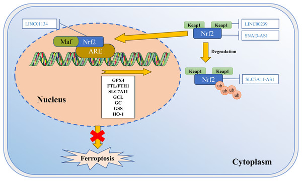 Regulation of Nrf2 transcription machinery through lncRNAs involves in ferroptosis.