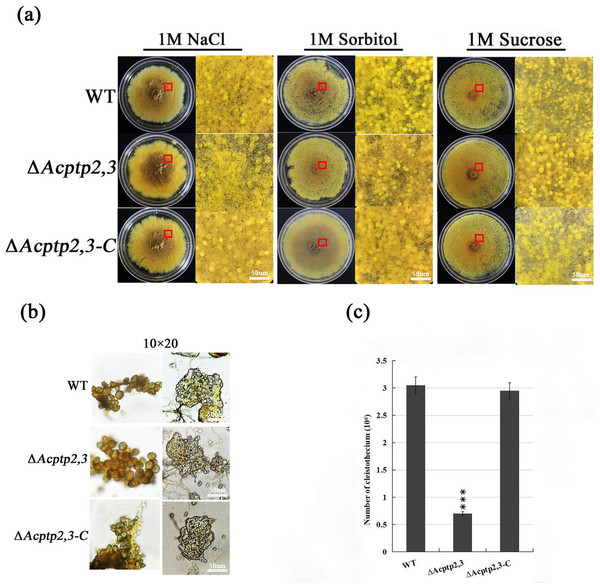 Sexual sporulation of WT, ΔAcptp2,3, and ΔAcptp2,3-C.