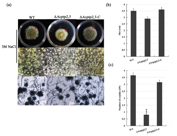 Asexual sporulation of WT, ΔAcptp2,3, and ΔAcptp2,3-C.