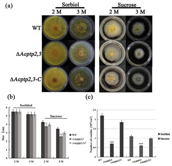 The effects of Acptp2,3 on the osmotic stress response.