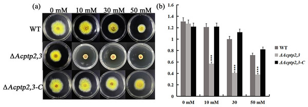 The effect of Acptp2,3 on the oxidative stress response.